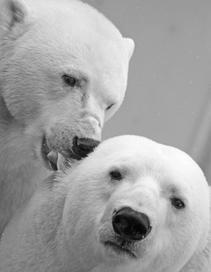 Red Lion Travel Agency